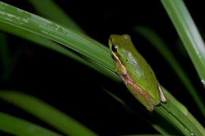 Dwarf green tree frog