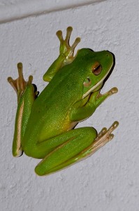White-lipped green tree frog