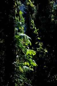 Ma:Mu Rainforest Canopy Walkway