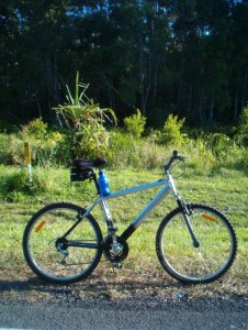 Shiny bike in the rainforest.