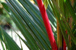 Lipstick Palm