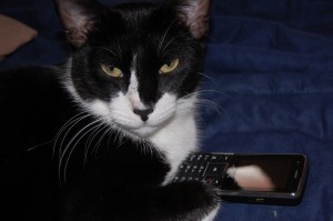Cat with mobile phone