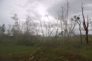 Our Garden Directly After Cyclone Yasi