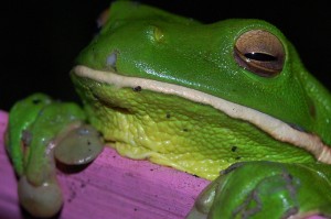 White Lipped Green Tree Frog