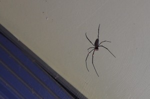 Eight inch spider